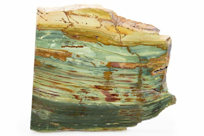 Gary Green Jasper (Larsonite) Bog Wood Slab - Oregon #302905